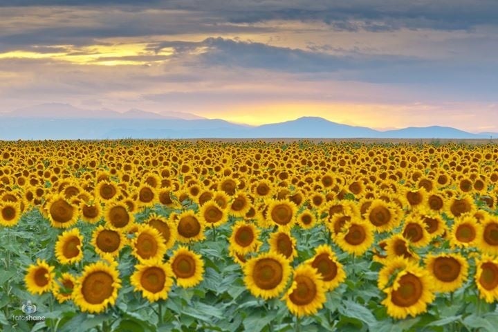 Fotoshane Sunflowers | No Thanks to Cake
