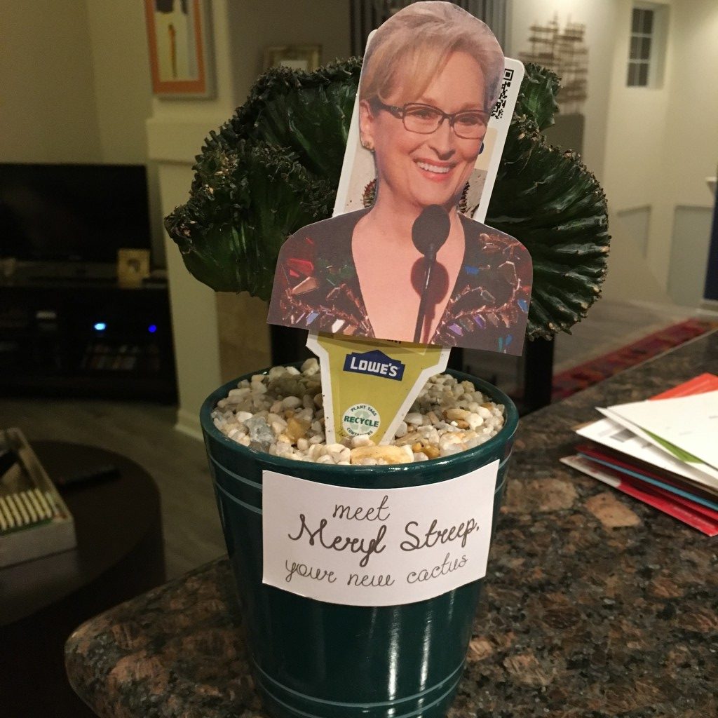 My Cactus Meryl Streep | No Thanks to Cake